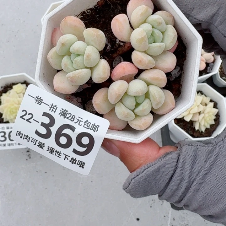 玉如意无盆土发货无盆土