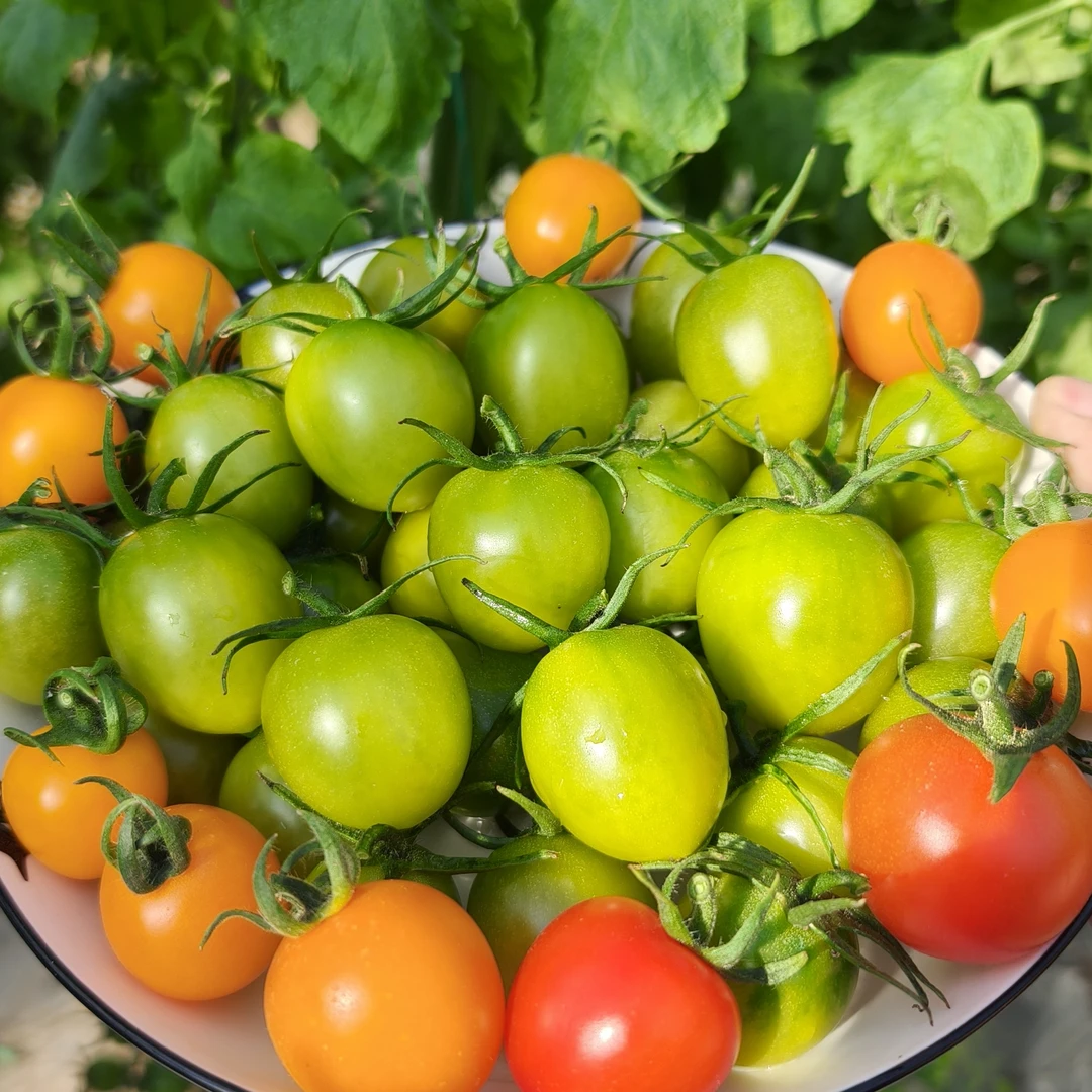 青甜2号小番茄现摘 辽宁产地直发 新鲜水果酸甜多汁