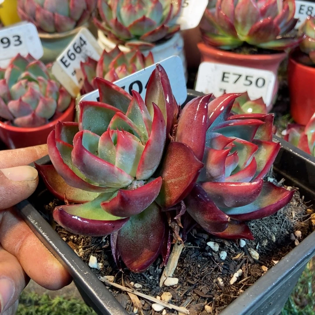 ****⠀惊鸿一瞥704号楼