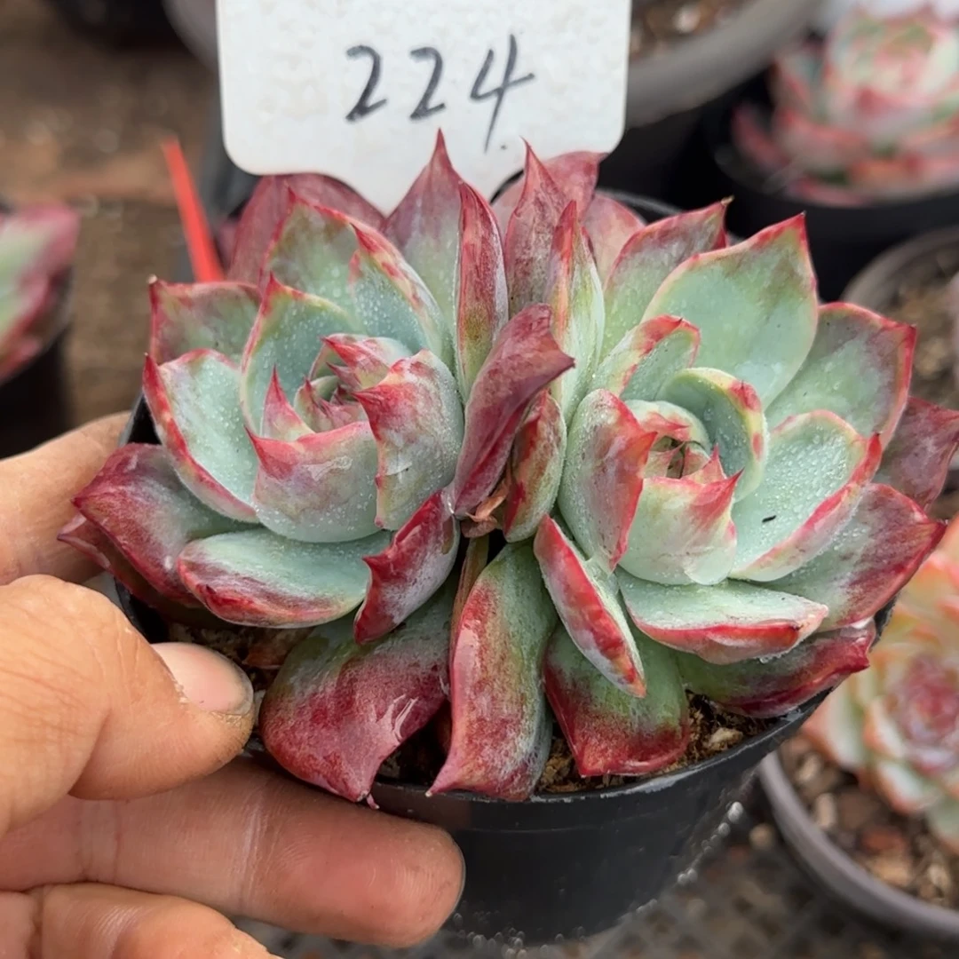 惊鸿一物一拍包装收缩224