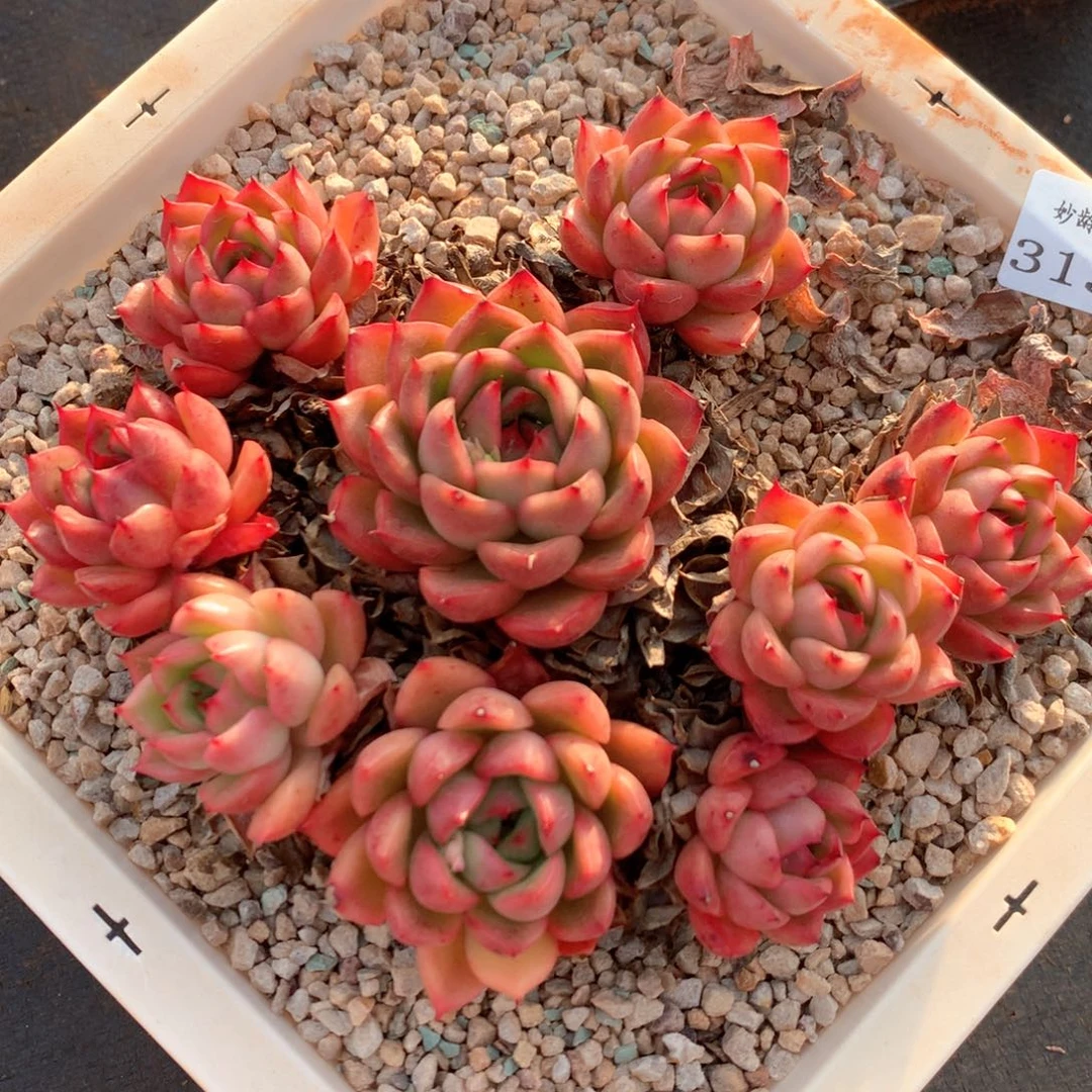 3138瑕疵不售后特价处理