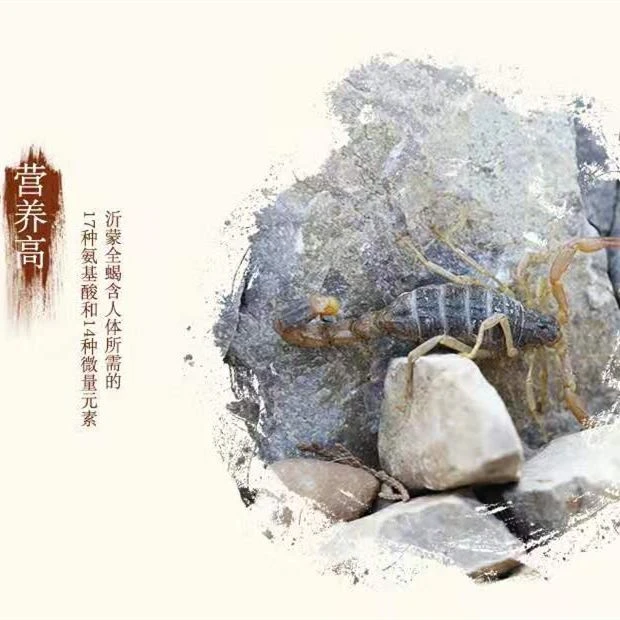 沂蒙山十足全蝎包邮产地批发山蝎活蝎蚂蚱知了土元昆虫