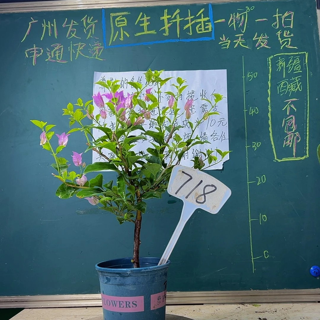 当前无花栽培后可以开花 巴西紫 718