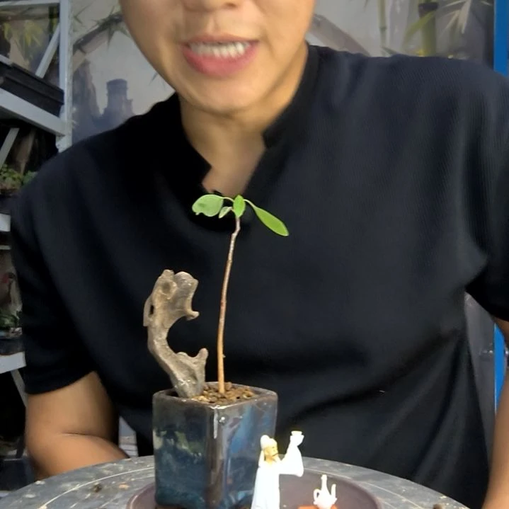 柿****.中青园艺一物一拍410