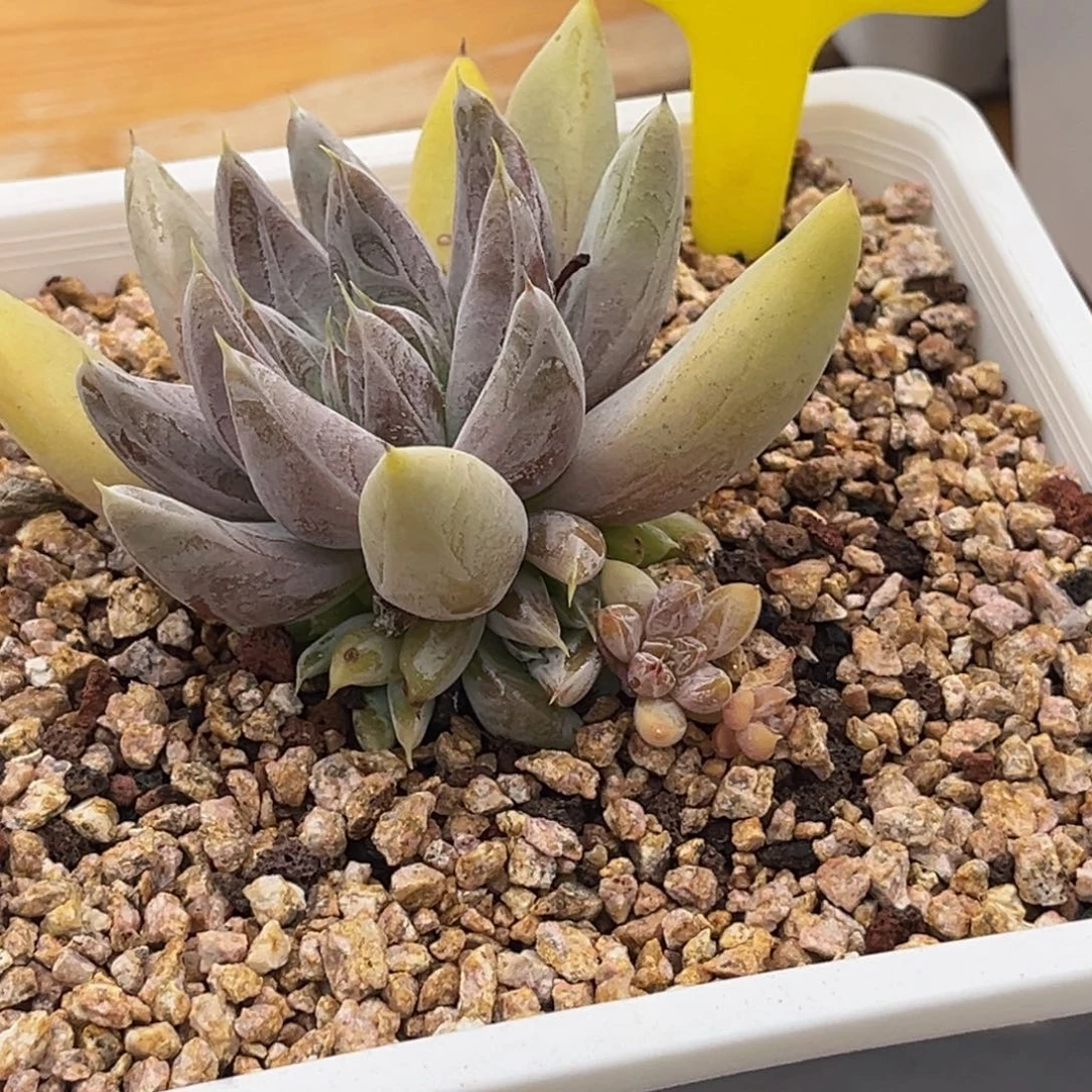 华***金62014号上午多肉植物群生