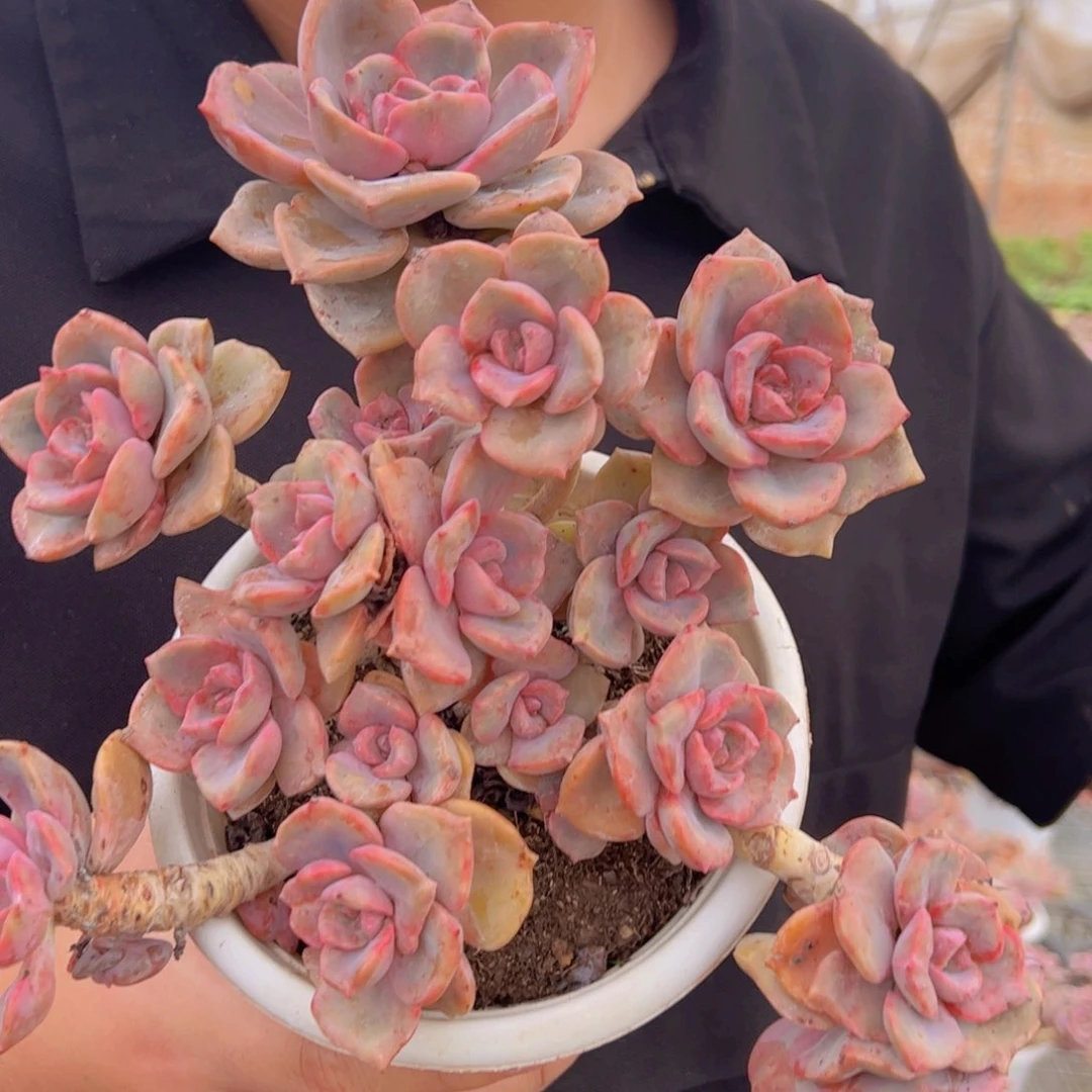 彩虹糖多头群生老桩