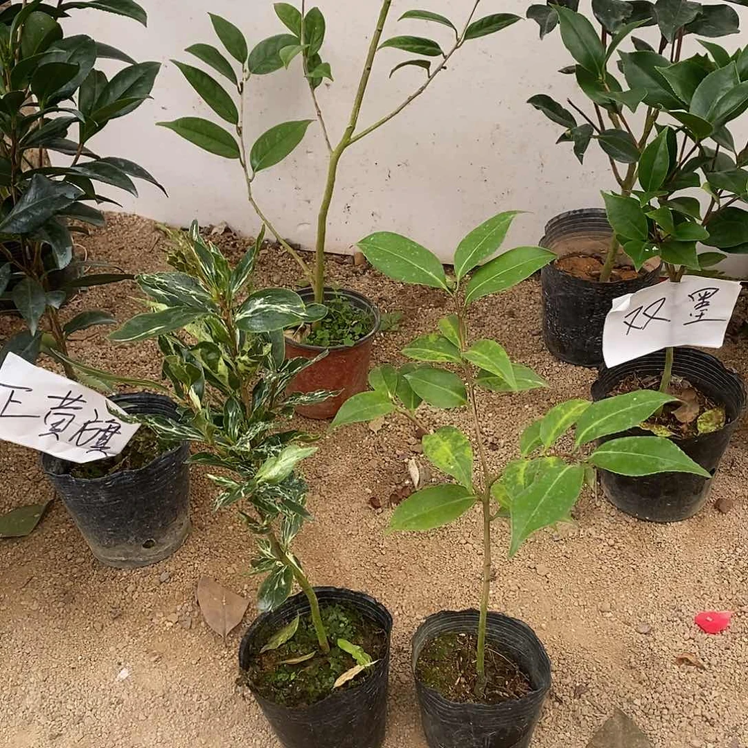完全开放中华一品茶花