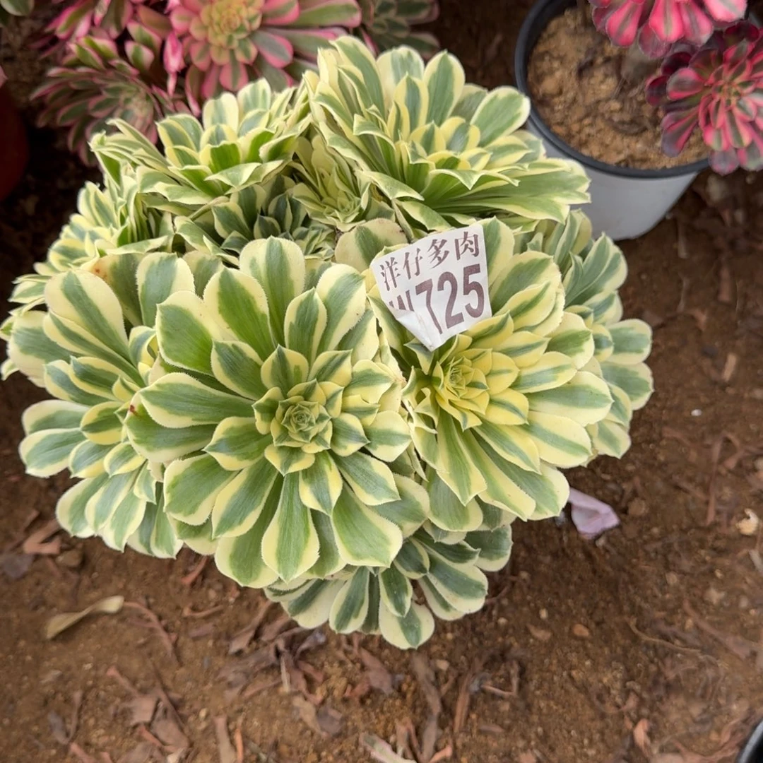 725迈巴赫官服22左右2