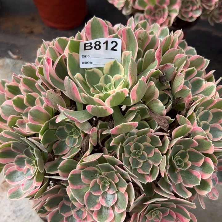 812妖月25厘米左右
