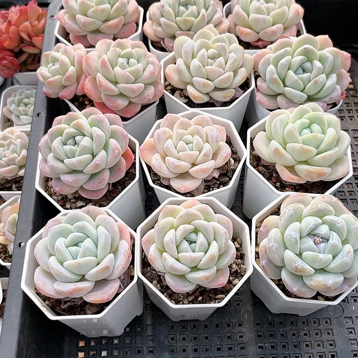 薇薇安园艺多肉2344