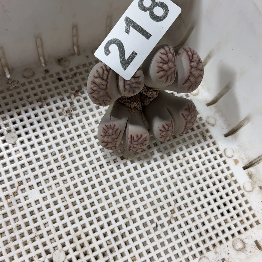 生石花一物一拍218