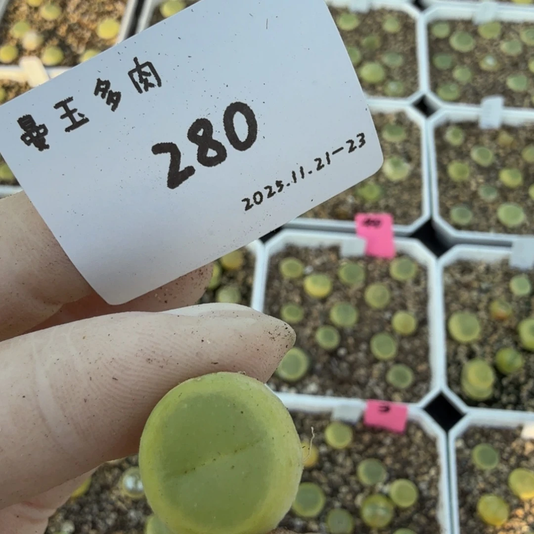 啊***陈多肉多肉多肉11-280