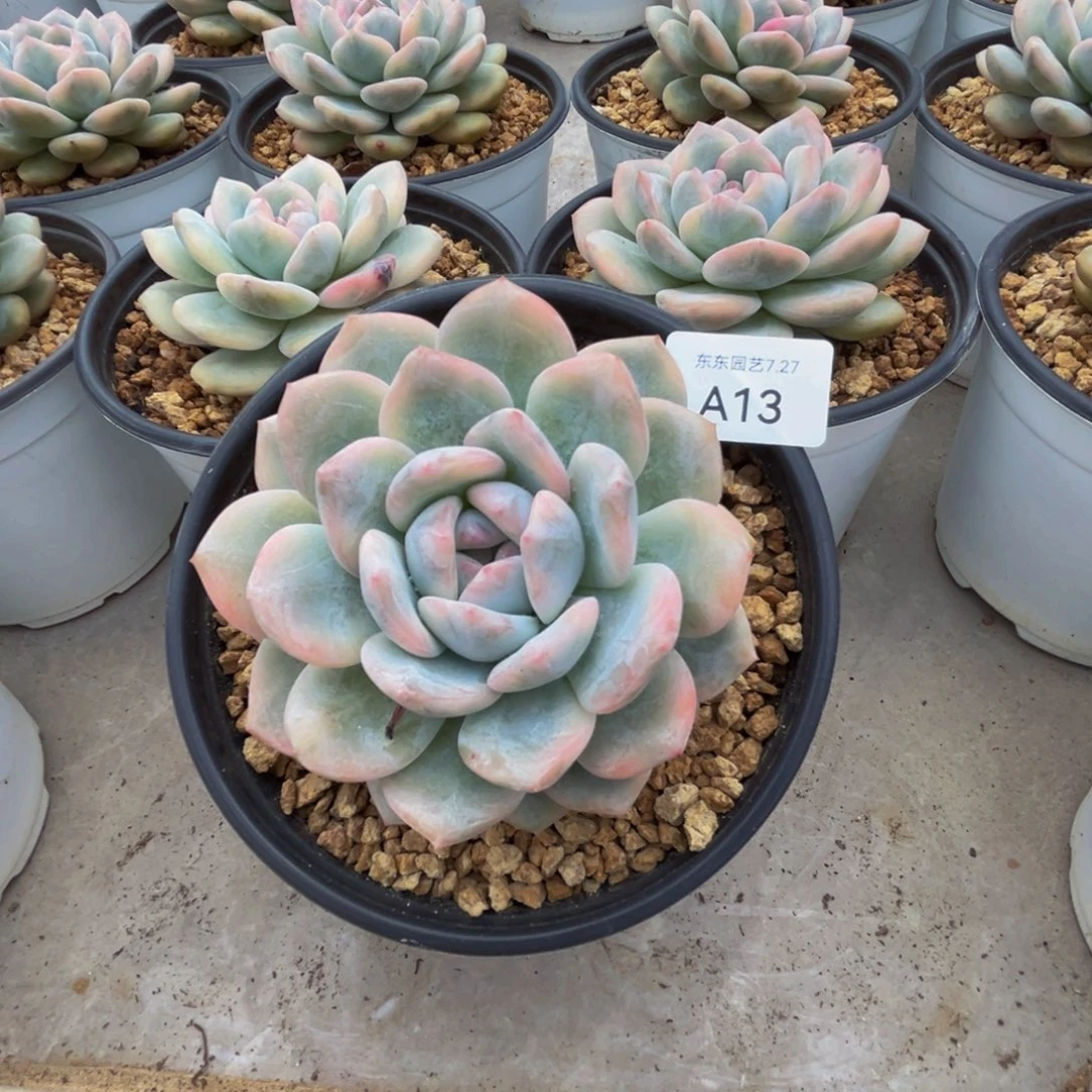 随***飞a13梦露锦呀呀呀呀