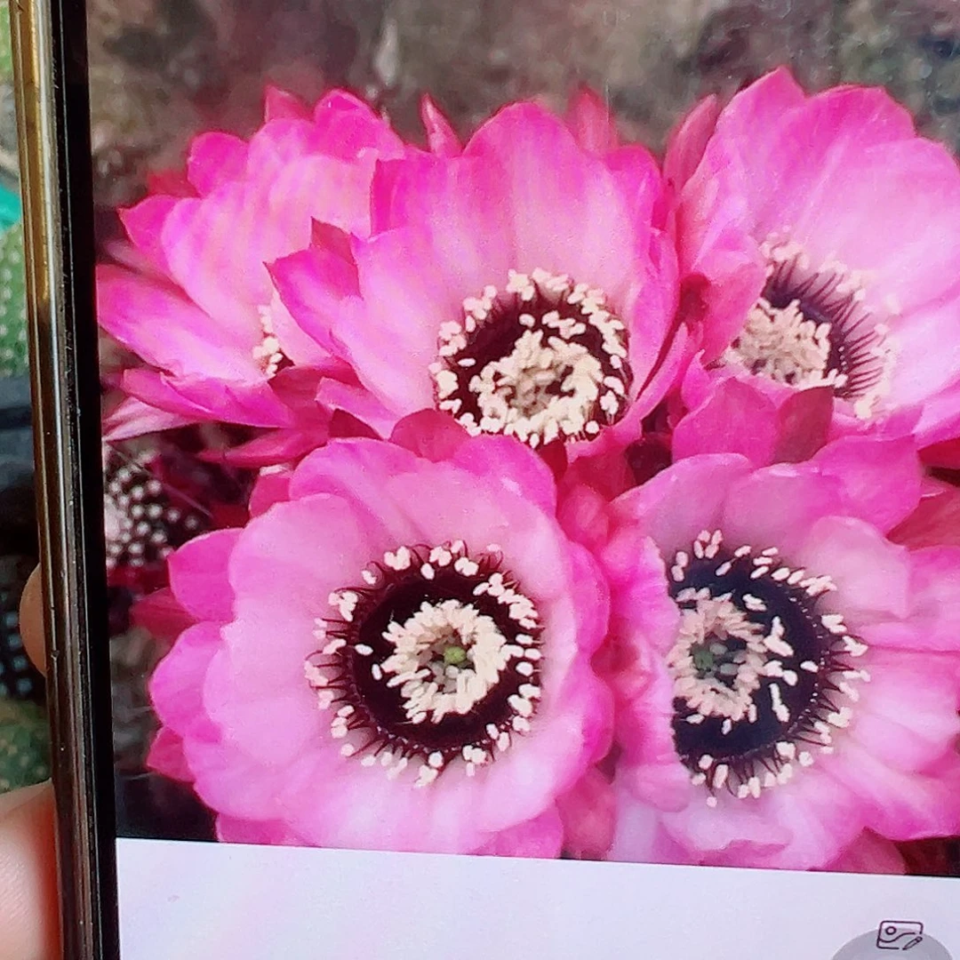 粉花嘿喉 侧芽 满 20包邮