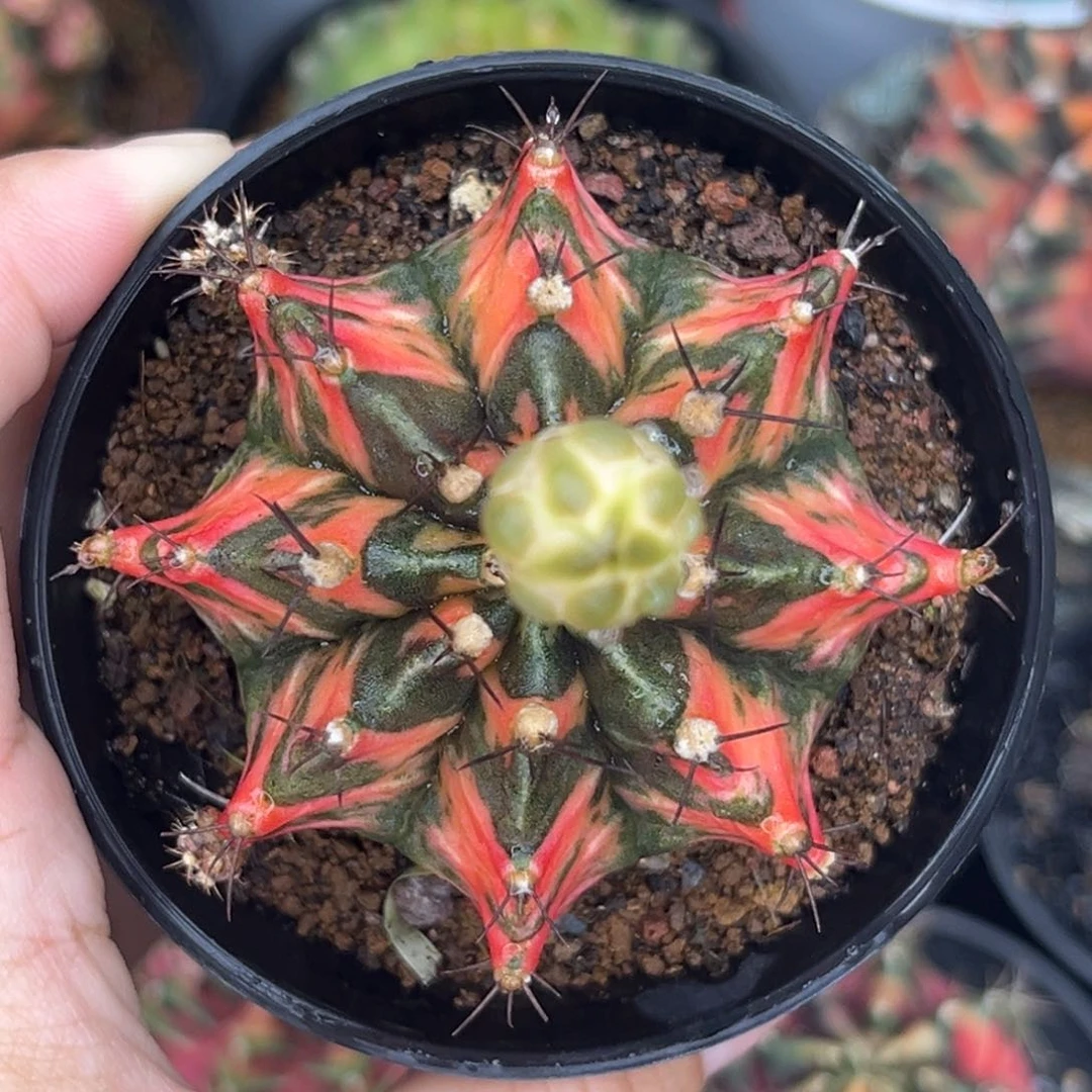 泰系米哈锦 测牙 带盆土