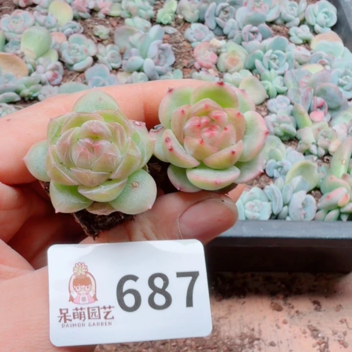 多肉植物多肉植物