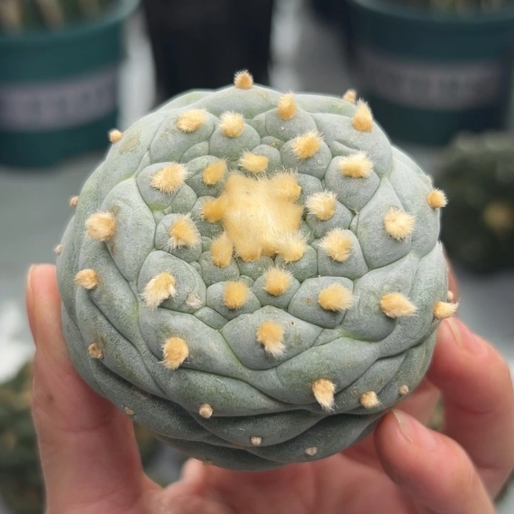 338 可帮发根可发货