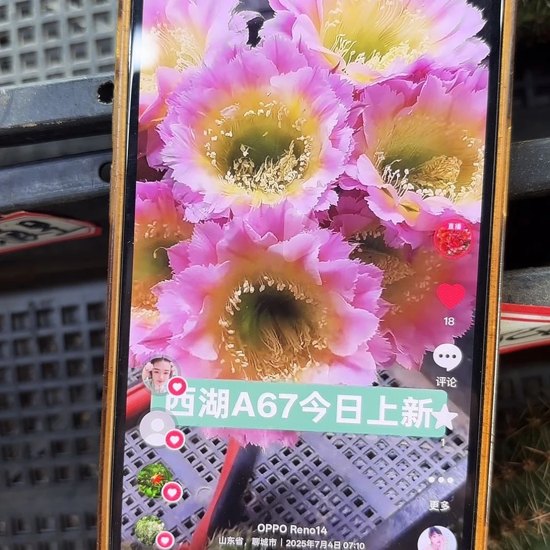 A67彩侧牙20包邮35