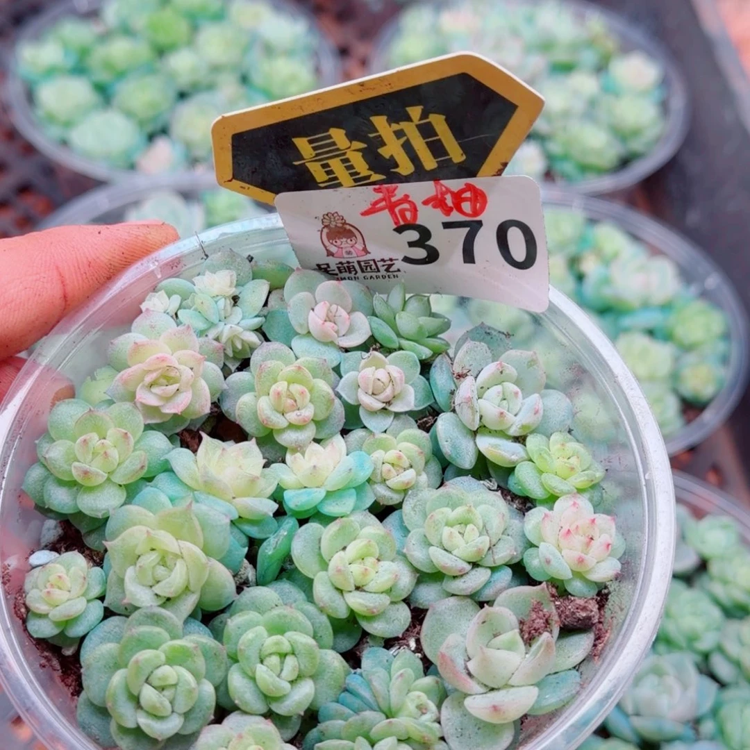 多肉植物多肉植物