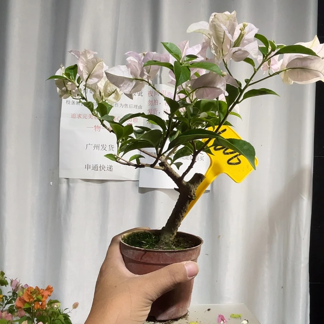 当前无花栽培后可以开花1006苹果花掌中宝