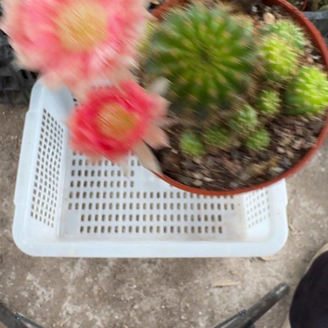 爱***中无花朵丽花哈哈哈哈哈哈
