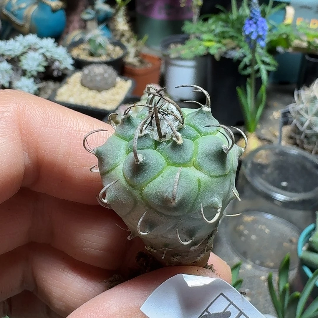 448升云龙脱土发货一个随机1.5-2cm