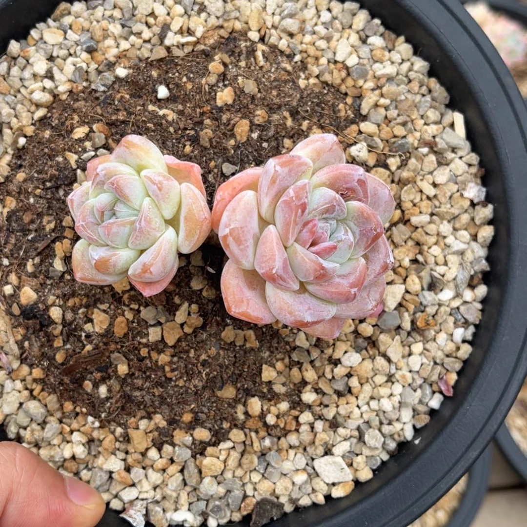 一物一拍不支持退换满68包邮