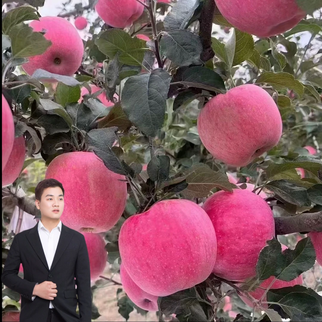 甘肃红富士 礼县苹果 现摘新鲜水果 5斤包邮