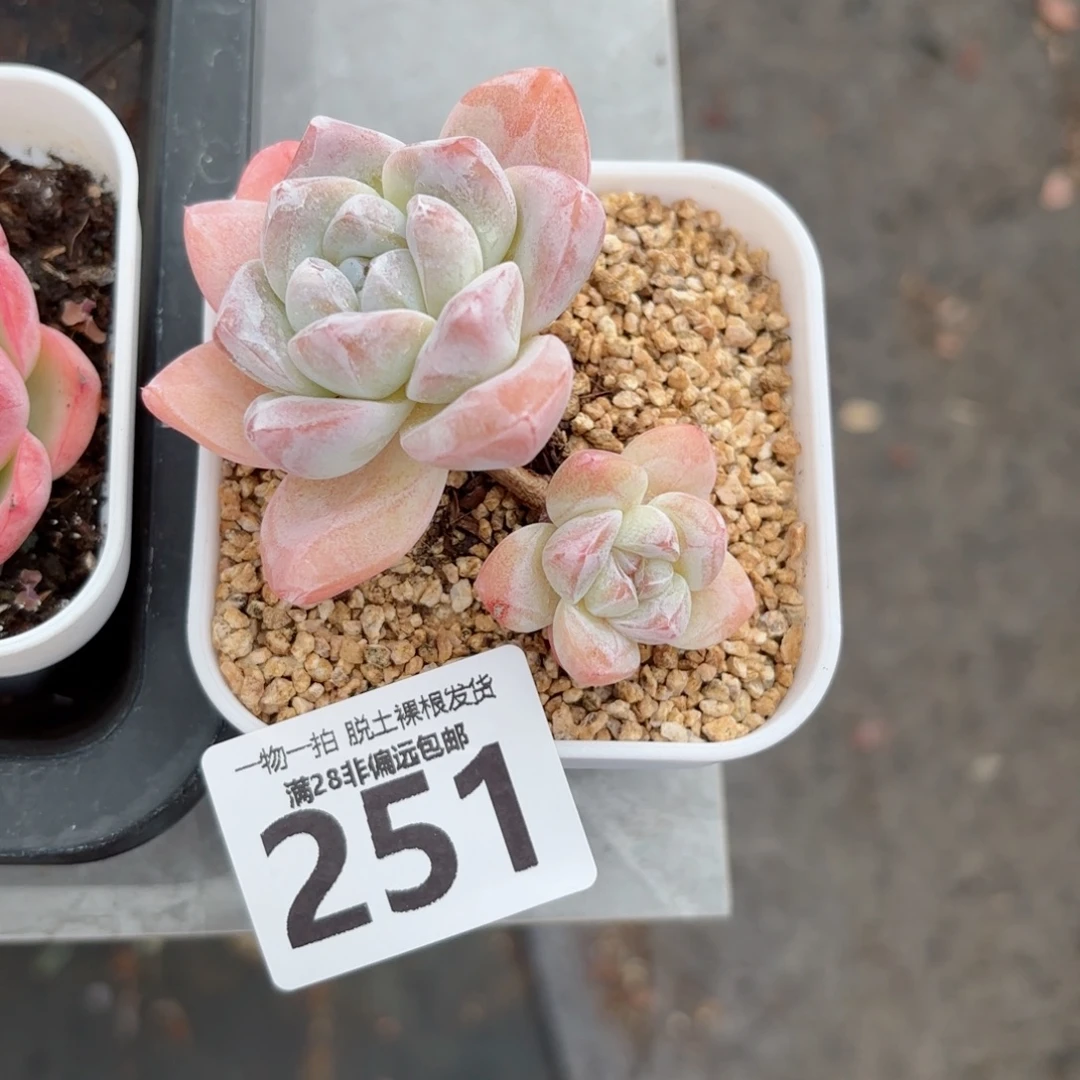 冰玉老桩无盆土发货