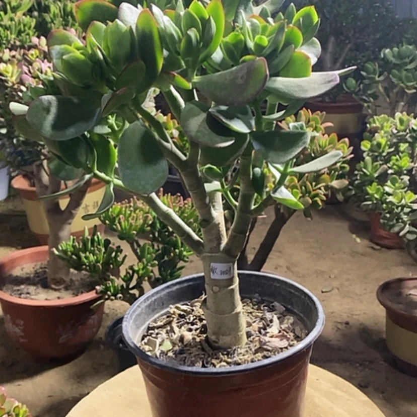 【闪购商品】敢****方29