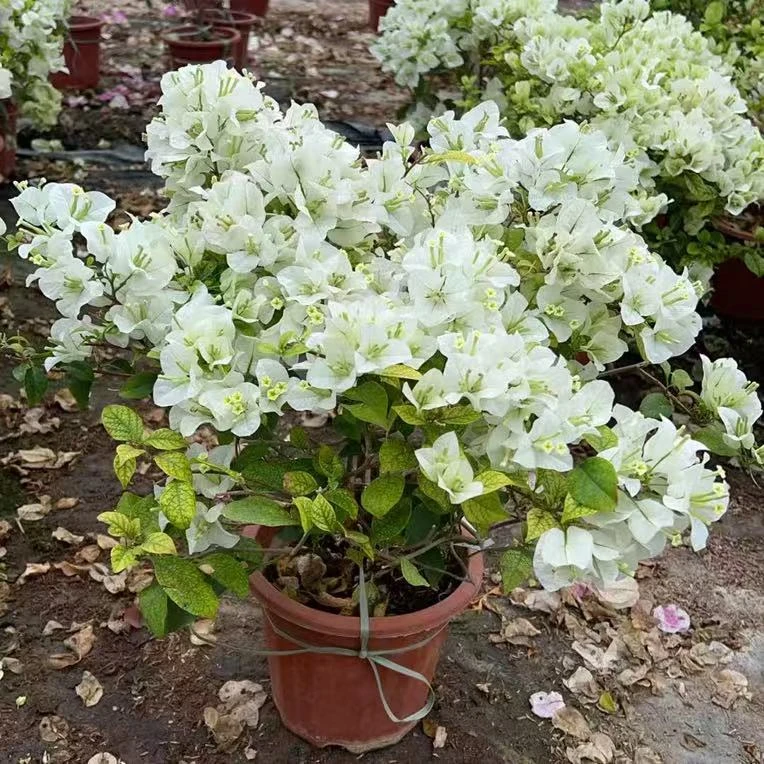 精品[白雪公主]三角梅勤花品种绿植鲜花闺蜜喜欢的花