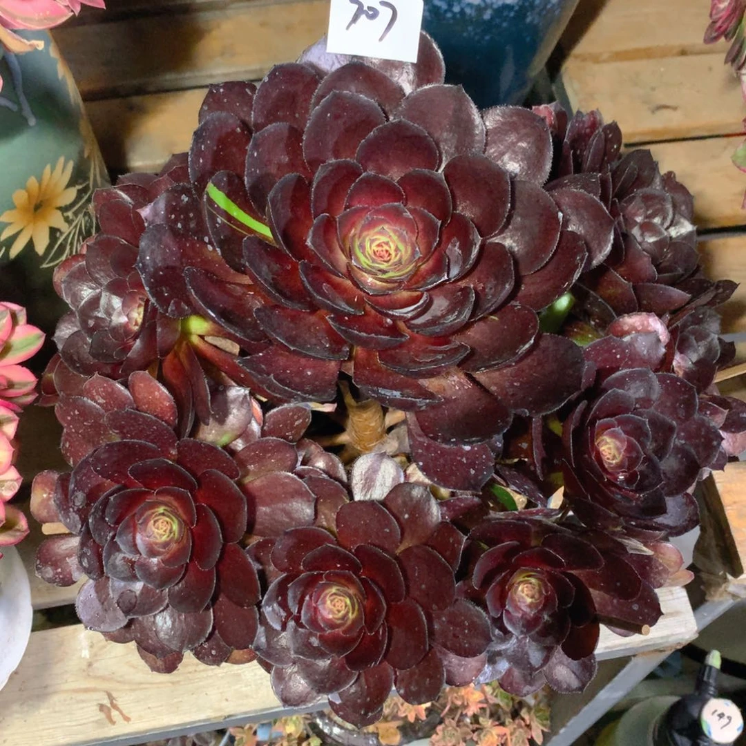 707黑骑士精品法师多肉