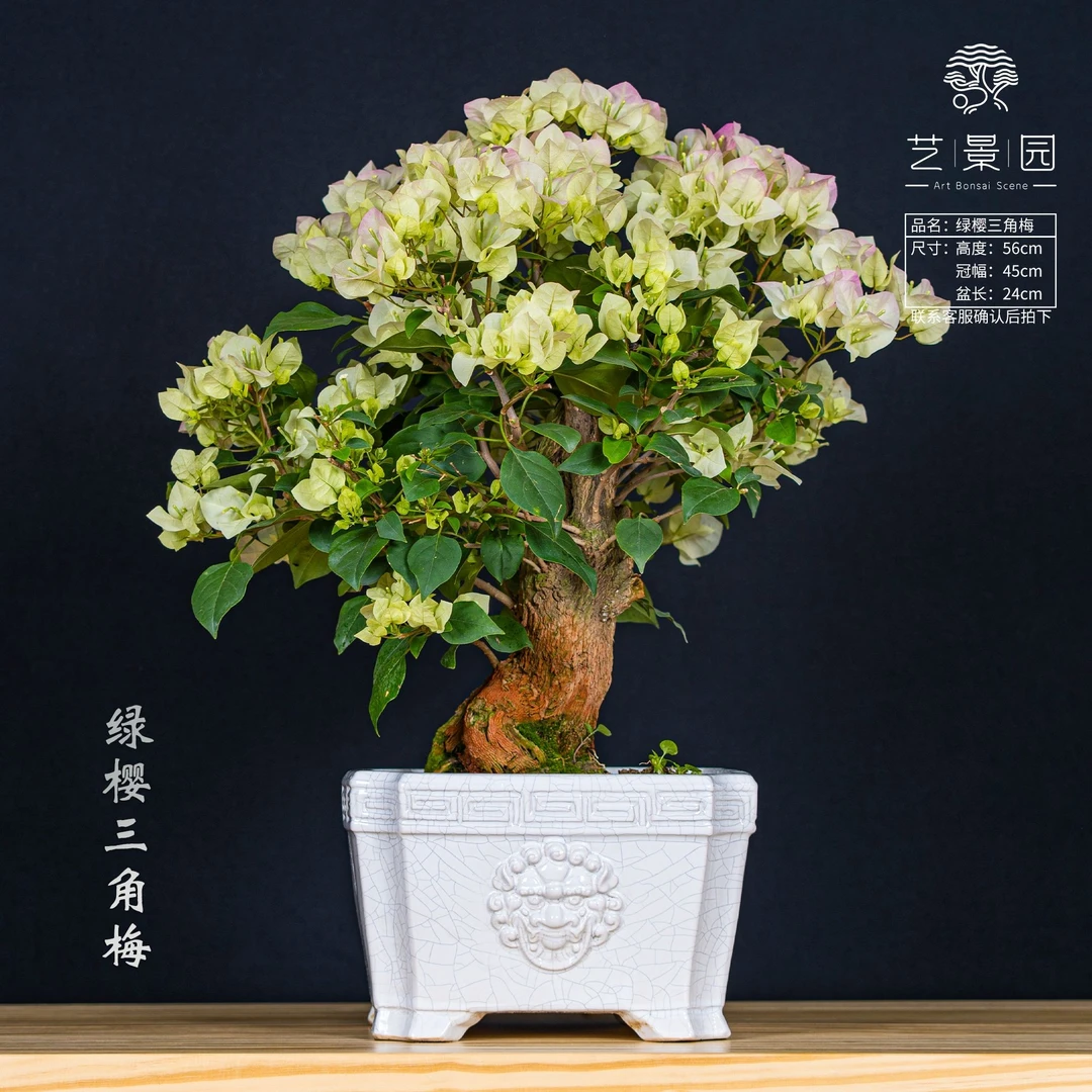 【林家小院】通用链接一物一拍 以直播间截图为准精品三角梅（780）