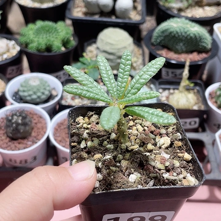 199泡泡叶巨琉桑