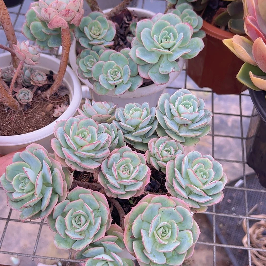 克罗地亚玫瑰开花多头大盆群