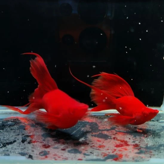 孔雀鱼高鳍燕尾红剑一对