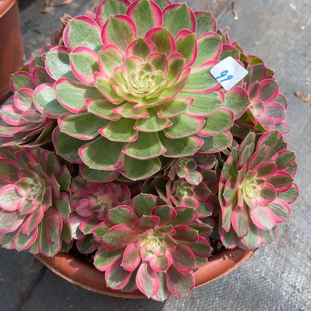 99孔雀翎多肉植物系