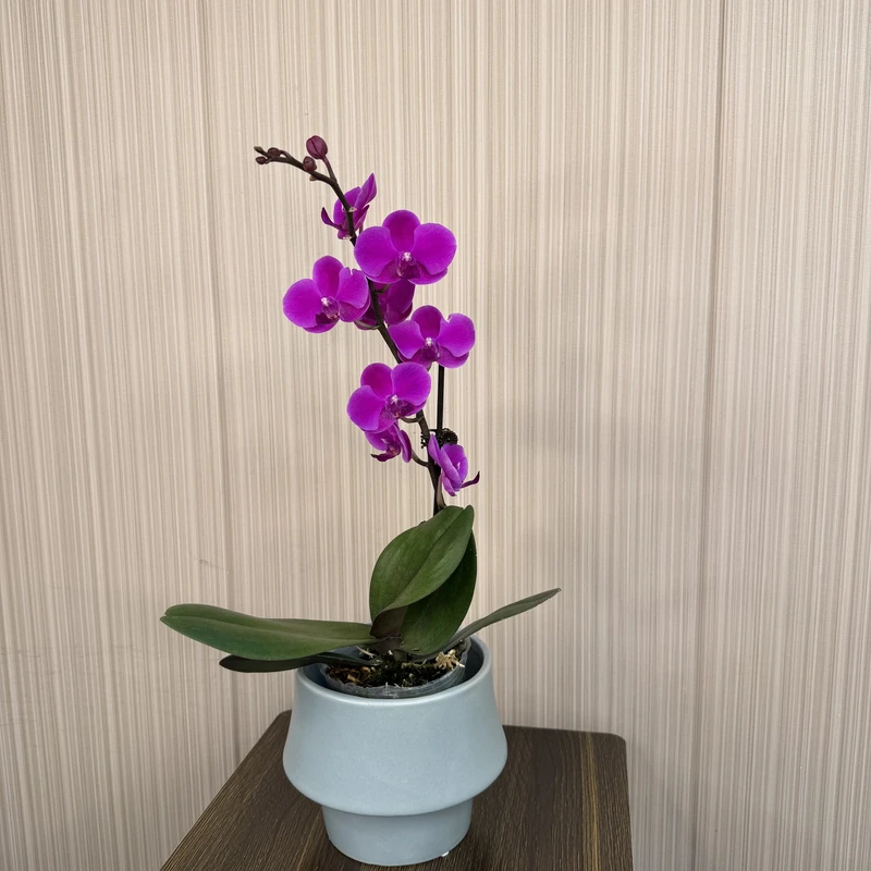 A+【满天红】蝴蝶兰苞优雅有档次好养室内前台乔迁送礼懒人好寓意