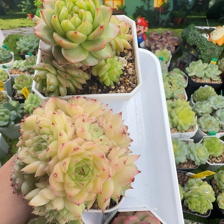 带盆发crystal 啦啦