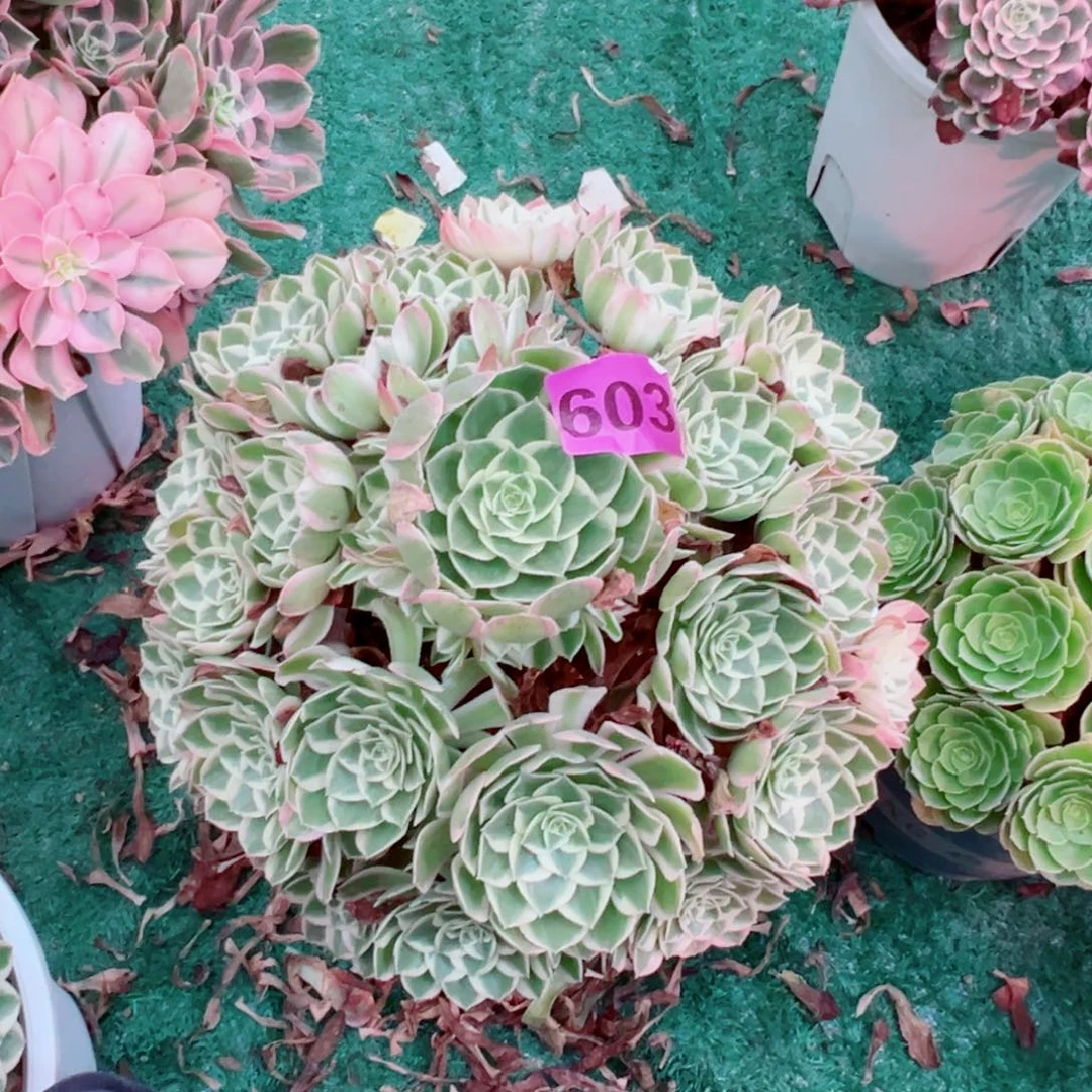 603孔雀翎法师多肉植物