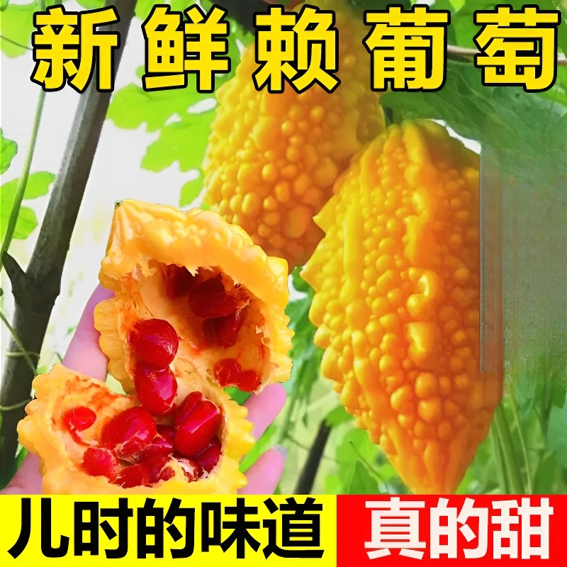 新鲜赖葡萄金铃子黄金瓜金癞瓜红娘刺濑甜心果小苦瓜现摘罕见水果