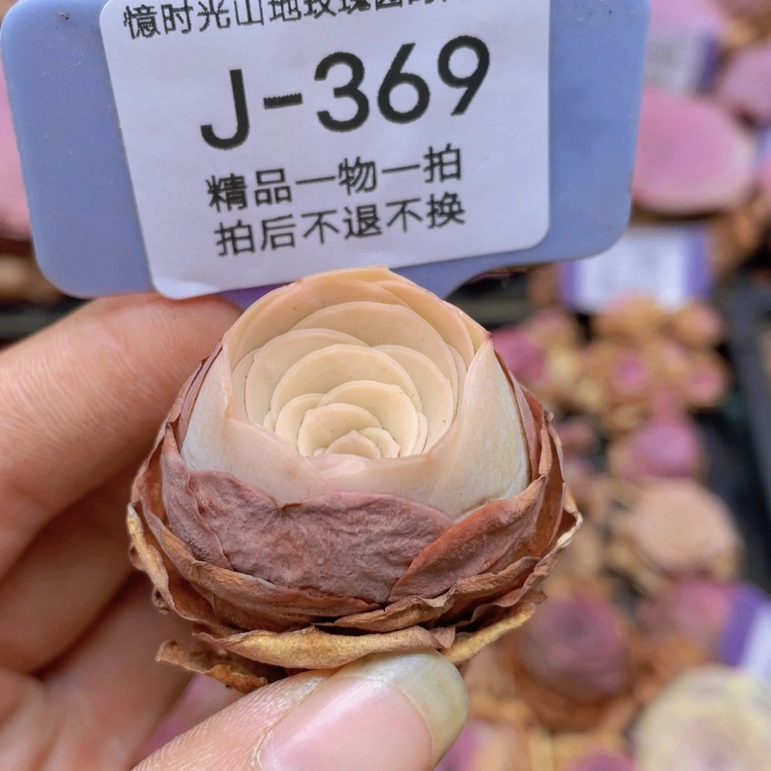 山地玫瑰J369满38包邮裸根发货