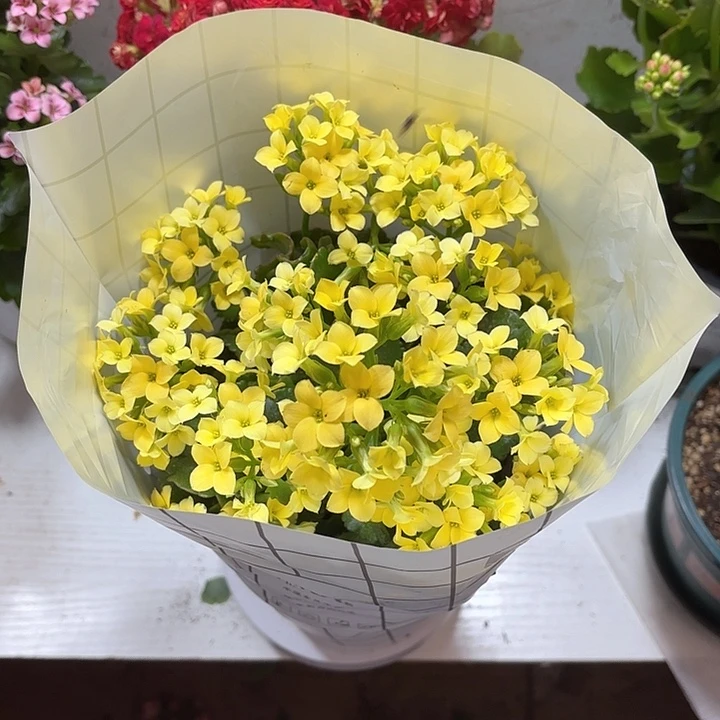 开拓圣基茨和尼维斯璐*