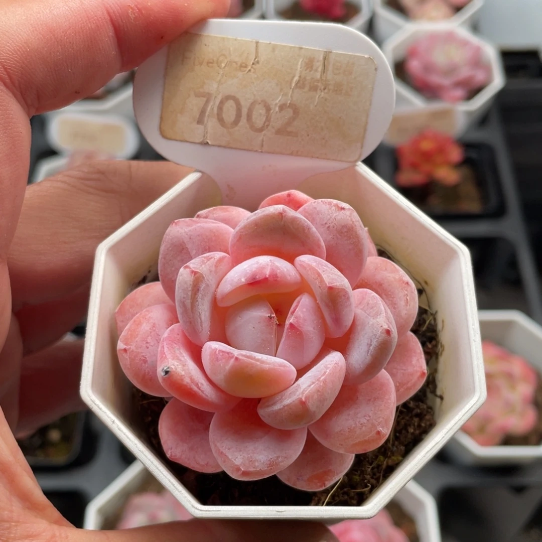 雪橙7002-6.0厘米