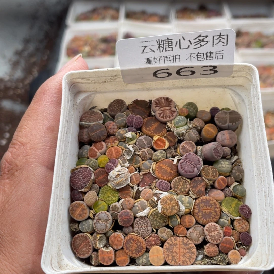 云糖心多肉植物663