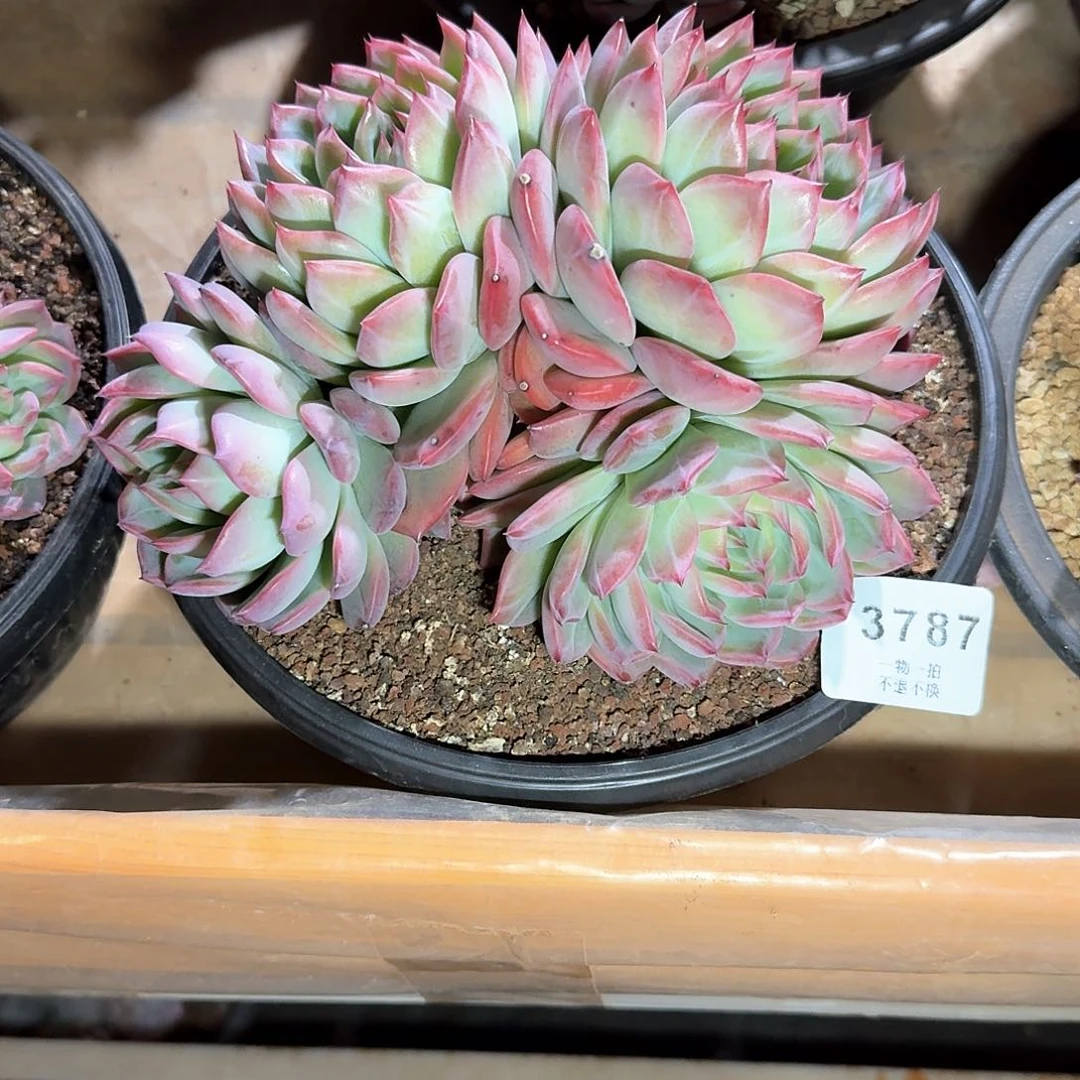 松***?3787号红栾群生多肉