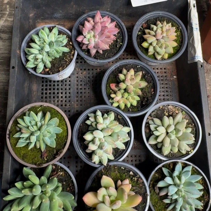 076多肉植物一物一拍