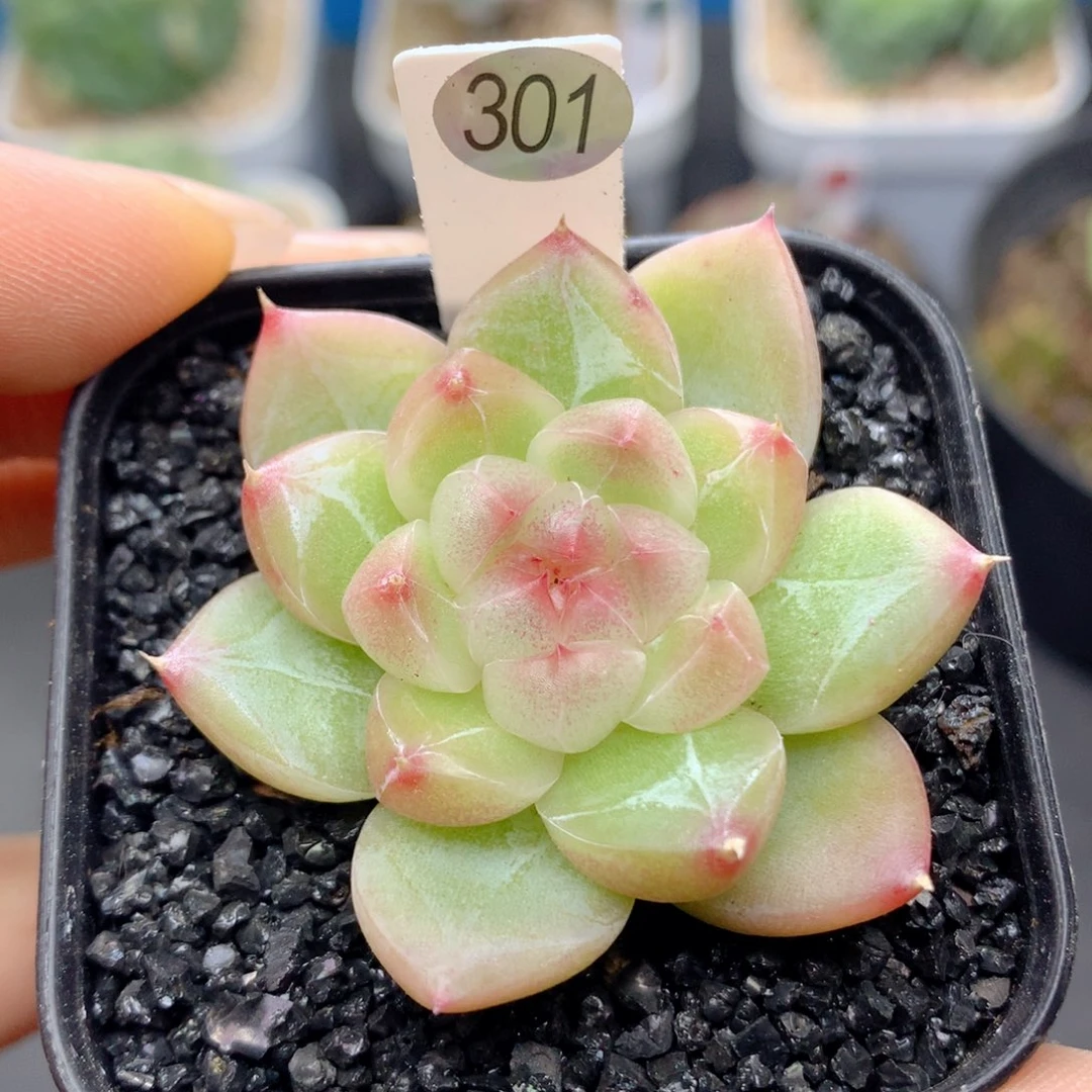 58包邮  群生不包整301