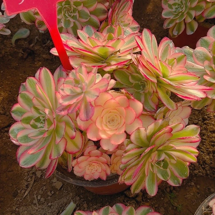 5-30倾城多肉法师