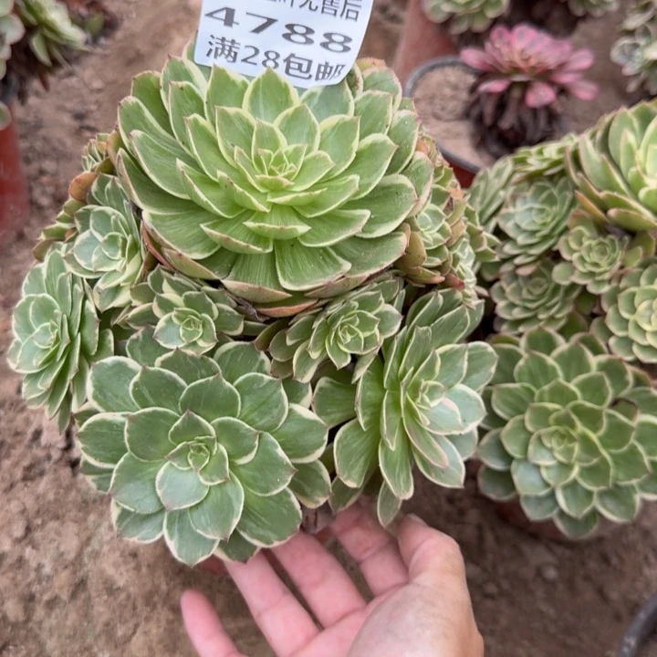 7***乐4788二号棚莲花座O